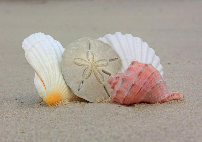 free clipart beach shells - photo #11
