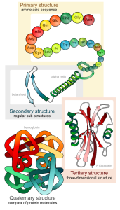 Main_protein_structure_levels_en.svg
