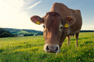 pastured-cow